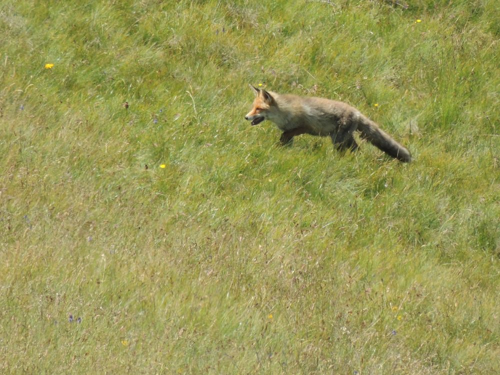 una volpe in caccia