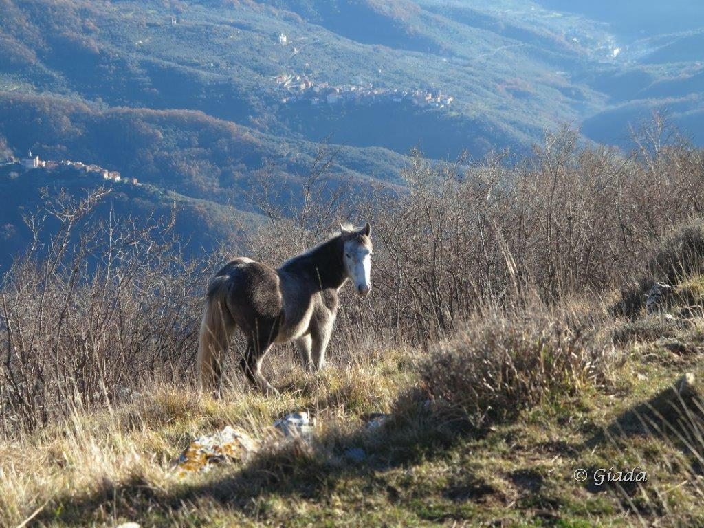Al Colle d'Oggia cavalli al pascolo