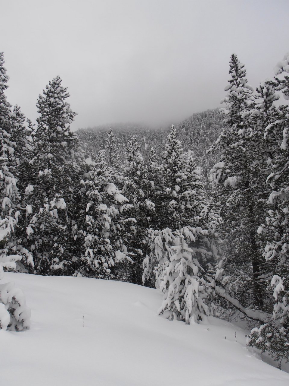 bosco sotto la nevicata