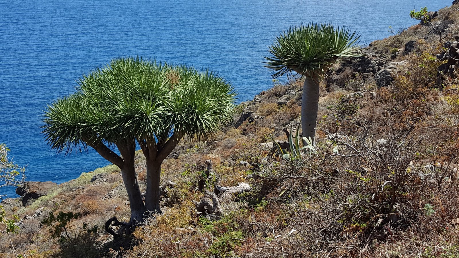 Alberi di dracena, simbolo di Tenerife.
