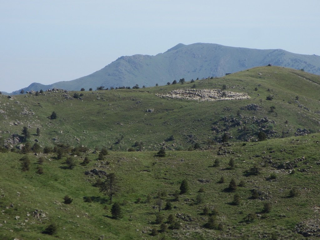 Centinaia di pecore sul M.Sejeu