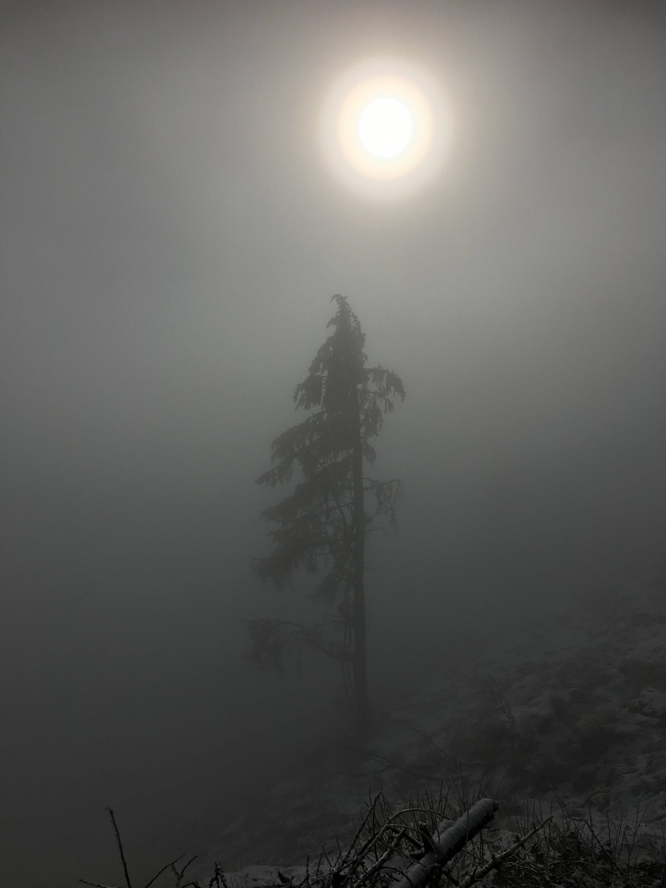 Un larice nella nebbia