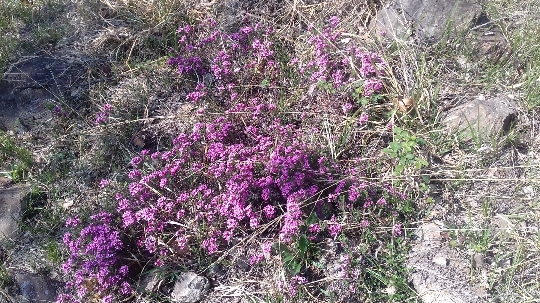 Bella e profumata fioritura di Dafne odorosa su gran parte del percorso.