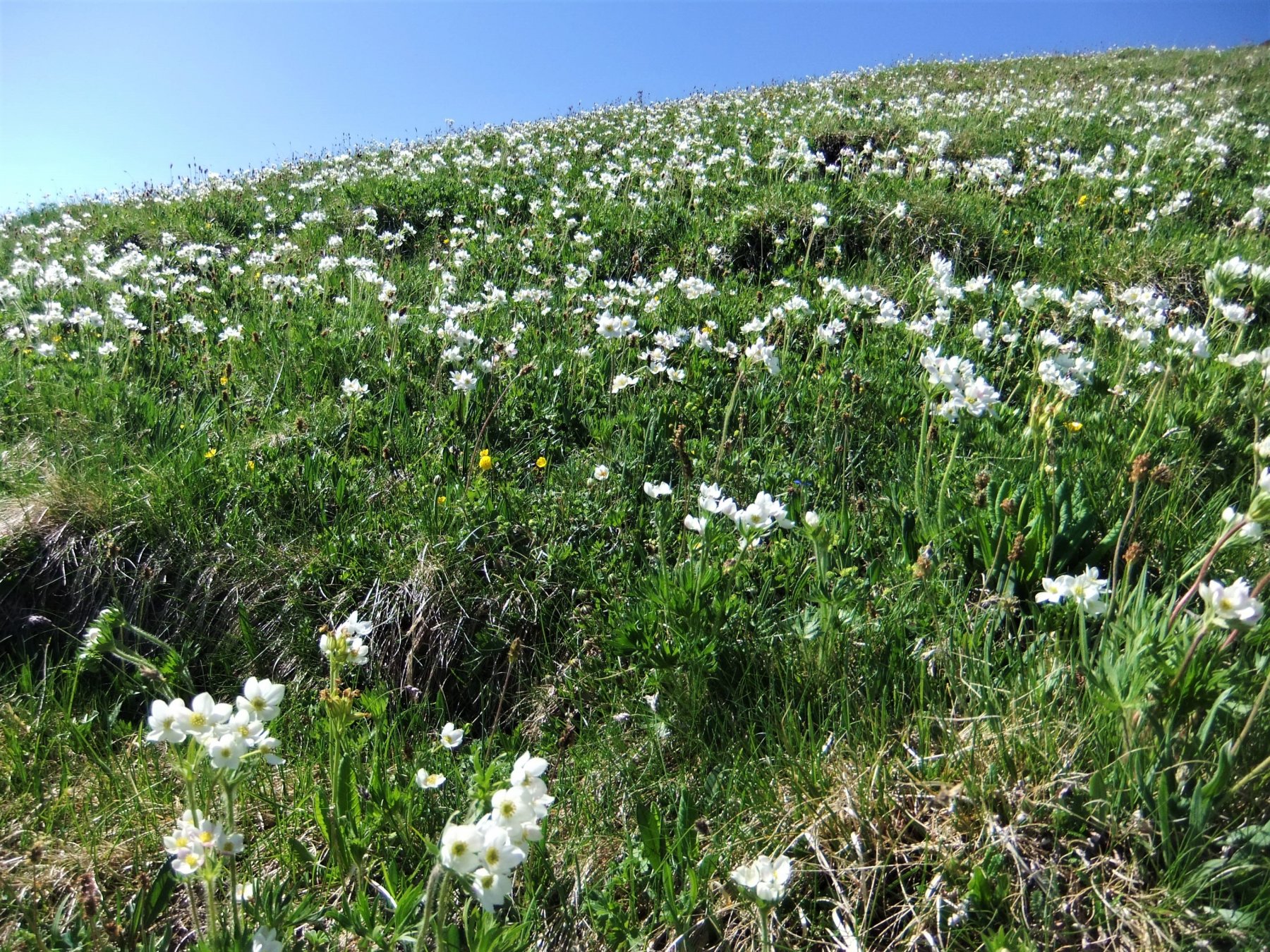 Prati fioriti sul Monte Tanarello