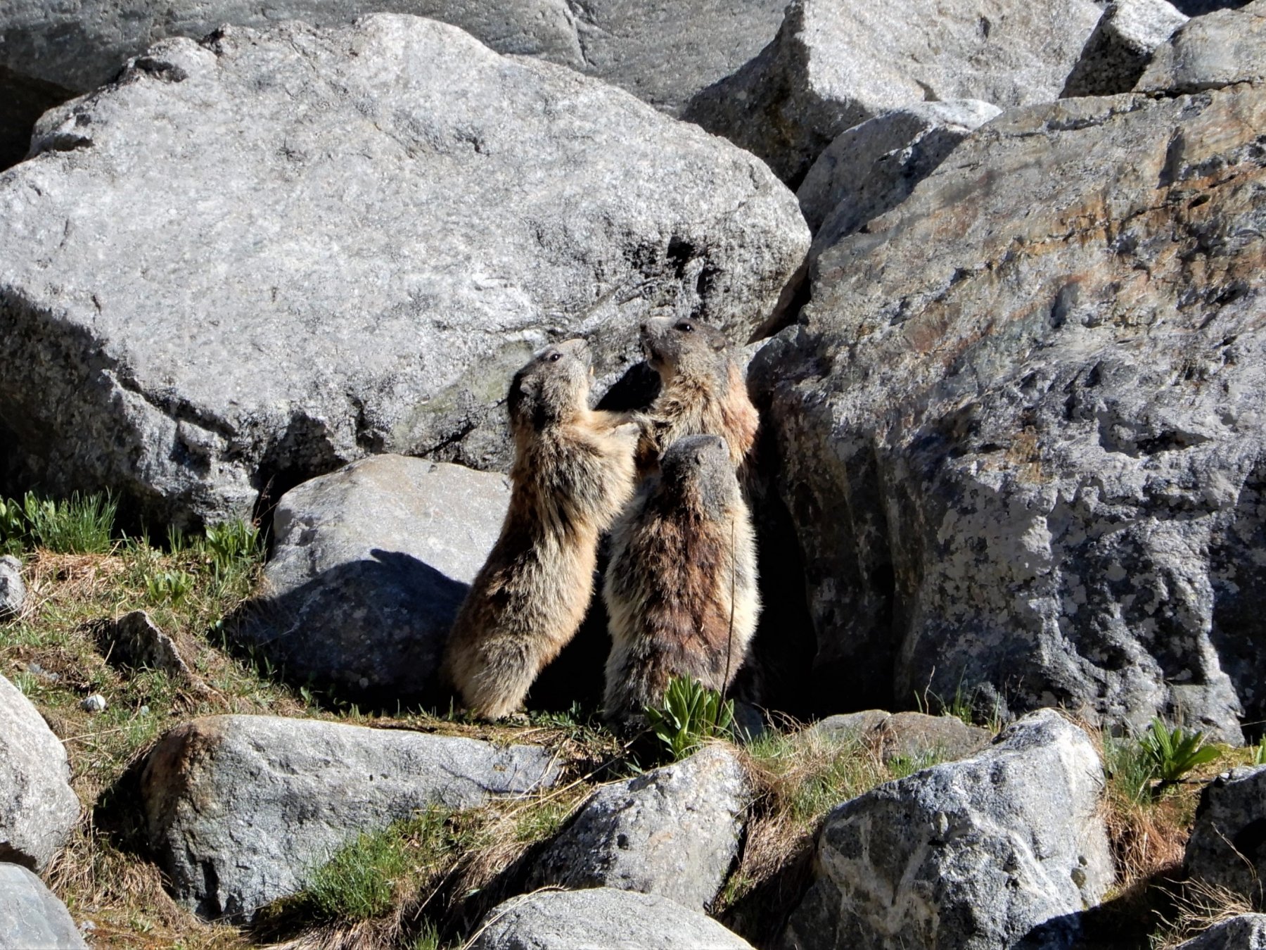 Marmotte che giocano lungo il sentiero per la Tschiervahutte