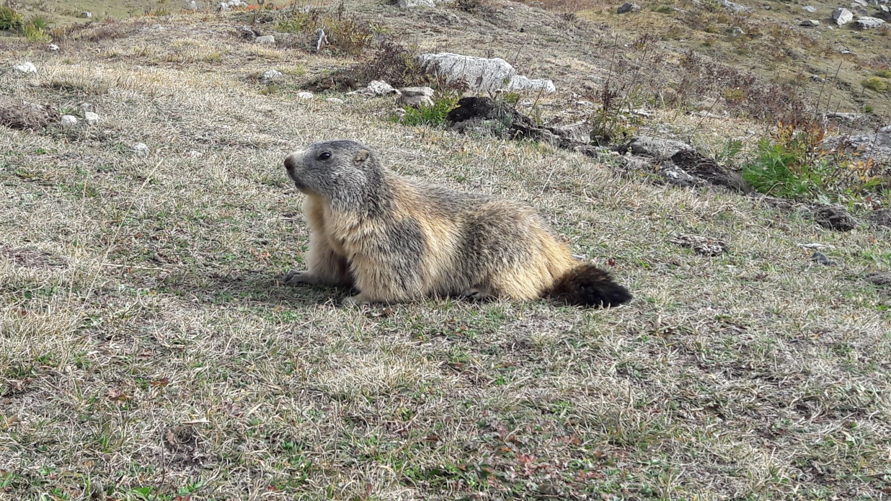 Marmotte sopra al Serrù