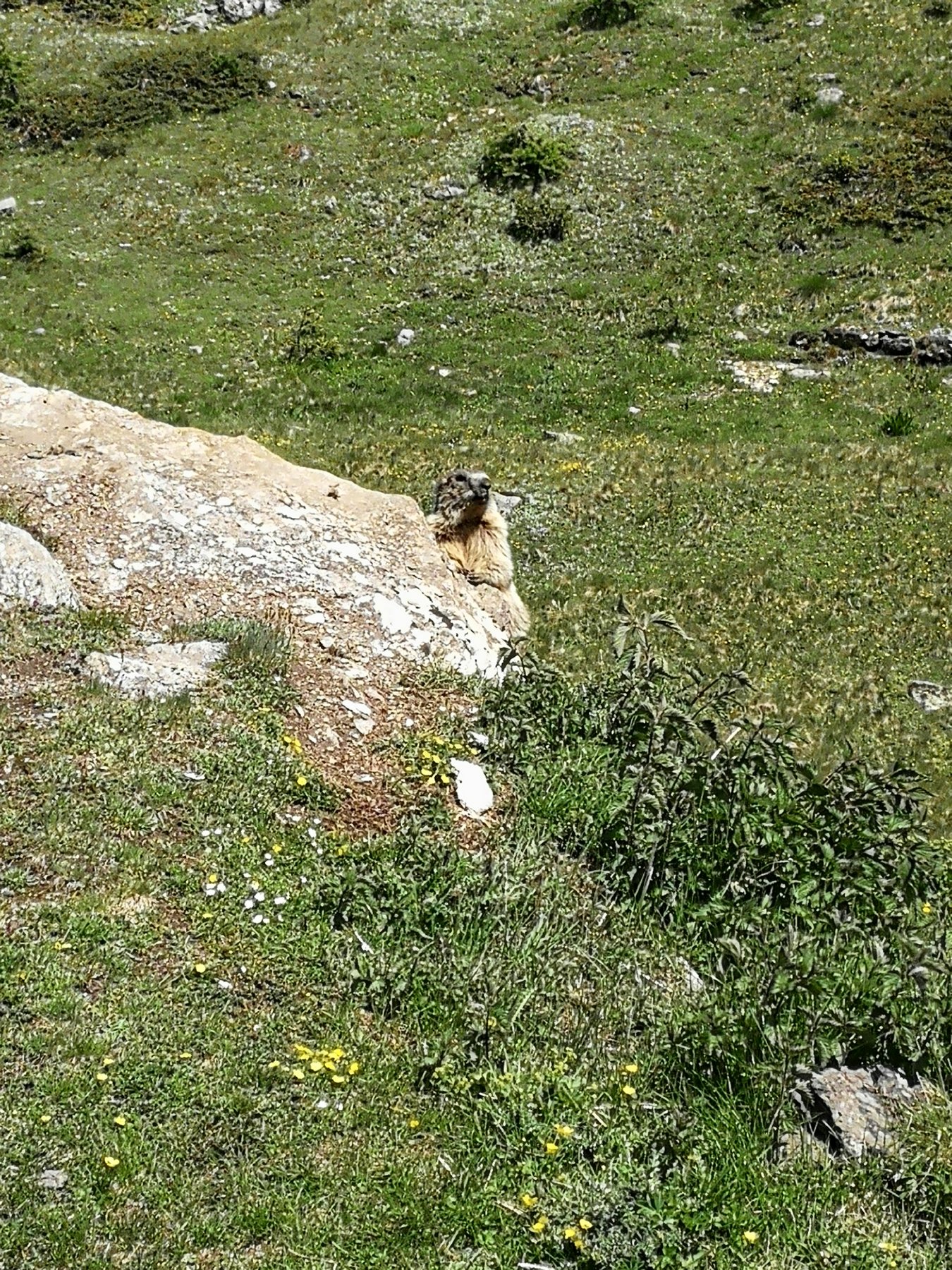 Marmotta 