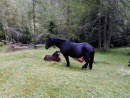 cavalli al pascolo a Franzei