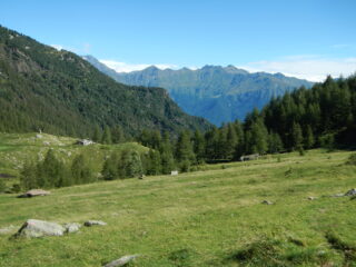il pascolo dell'Alpe Mustione