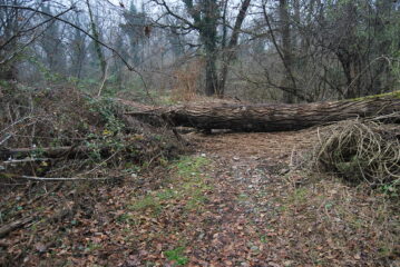 Alla diramazione presso i ruderi del cancello, il grosso tronco che sembra ostruire il sentiero