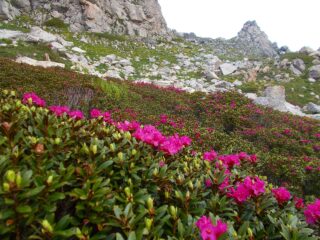 fioritura di rododendri sulle pendici del Seirasso