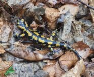 una salamandra pezzata incontrata sul sentiero