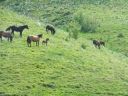 Cavalli alle pendici del Monte Croce dei Fo'