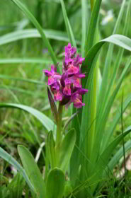 Orchidea sambucina