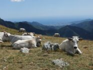 Mucche ed Albenga presso il Colle del Prione