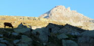 Alpe Balmot