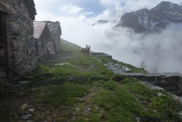 Stambecchi all'Alpe Rulè