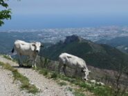 Mucche , Rocca Livernà ed Albenga