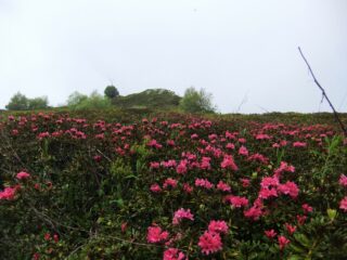 Rododendri in fiore 