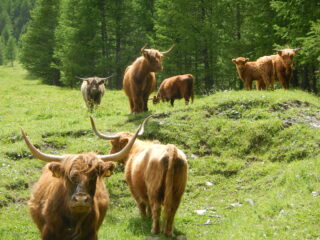 mucche scozzesi highland