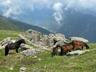 Bellissimi cavalli all'Alpe Rossolo