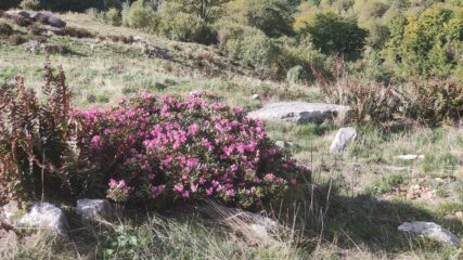 Rododendri fioriti a fine ottobre
