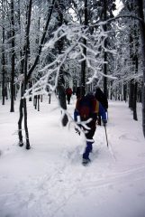 salendo lungo la foresta del Penna (28-1-2001)