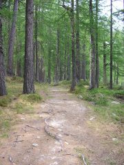 il sentiero nel bosco