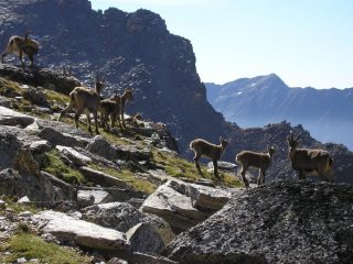 camosci lungo il sentiero