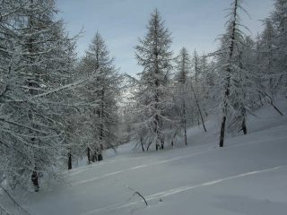 La salita nel bosco