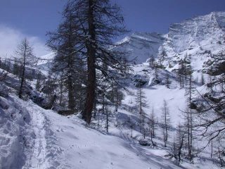 Nel bosco, vista sulla Parete Nord della Levannetta (mt. 3439) e della Levanna Centrale (mt. 3619)