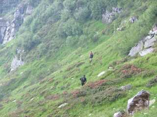 tra i rododendri in fiore