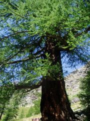 Larice Monumentale età stimata 500 anni