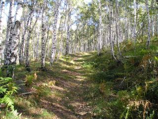 salendo nel bosco di betulle