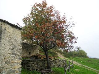 autunno all'alpe