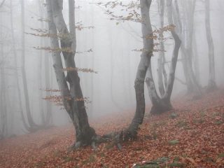 Faggi nella nebbia