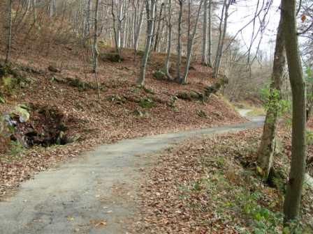 la strada tra madonna della bassa e mompellato