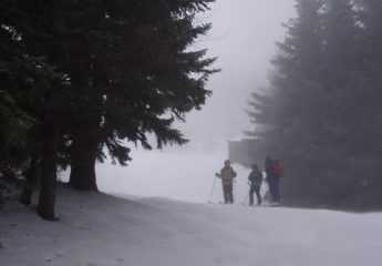 bosco di abeti poco prima del rifugio abbandonato Flora Alpina