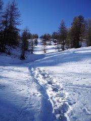 nel bosco, prima di scollinare