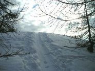 Uscendo dal bosco di larici