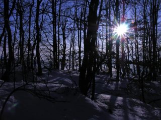 il sole penetra tra gli alberi del bosco sopra le Capanne di Carrega (5-2-2006)
