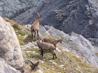 Gruppo di camosci proprio sotto la cima