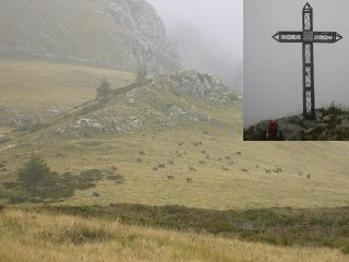 camosci al Pian Camozzera e croce di vetta