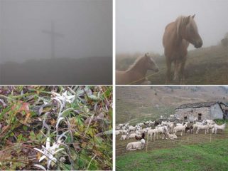 Croce al colle dei Giassit, cavalli, stelle alpine al Bec di Nona, alpe Boses