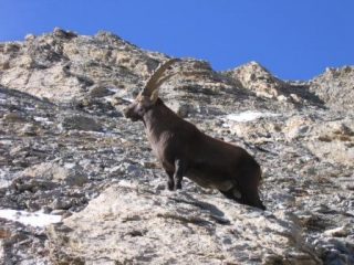 Il capobranco, Anna quasi in vetta, l'Encestraie, Ferrere