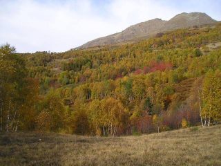 i colori della quinseina