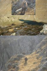 1 dalla cima verso il lago del Vei del Bouc in compagnia di uno stambecco confidente 2 in salita, ci scortano!