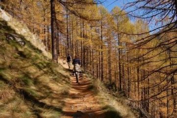 colori autunnali nel bosco