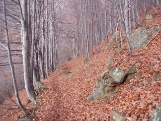 il bellissimo bosco di faggi