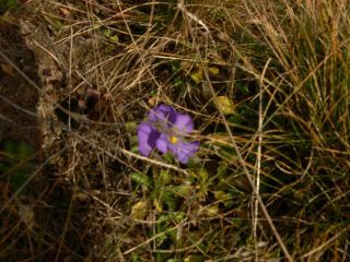 Viola mammola fiorita il 3 dicembre!!!